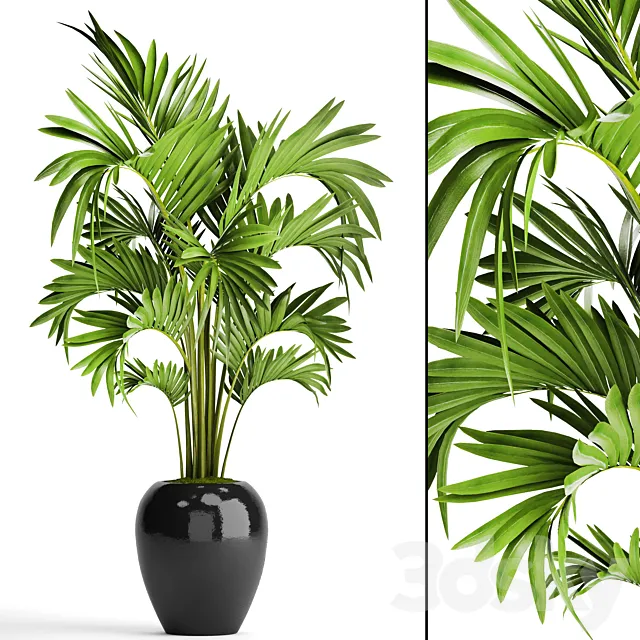 Howea decorative palm tree hovea pot flower black flowerpot interior 3D Model