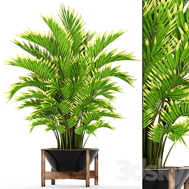 Howea forsteriana 2. ornamental palm howea pot flower 3D Model
