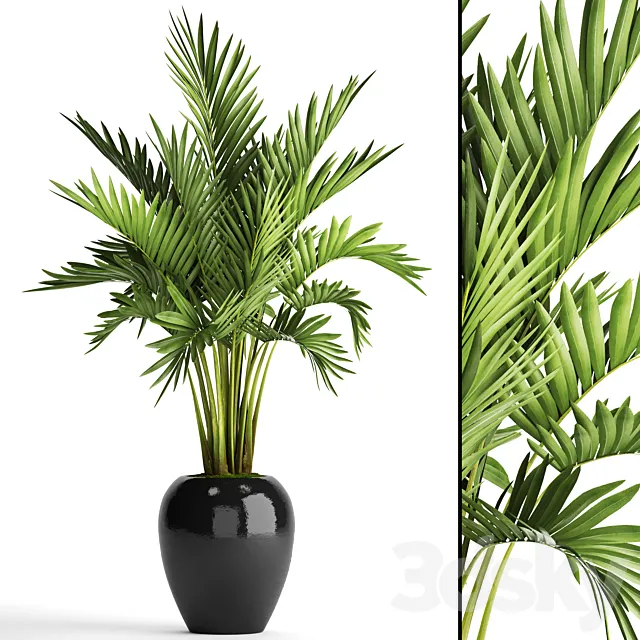 Howea forsteriana. decorative palm tree hovea pot flower black flowerpot interior 3D Model
