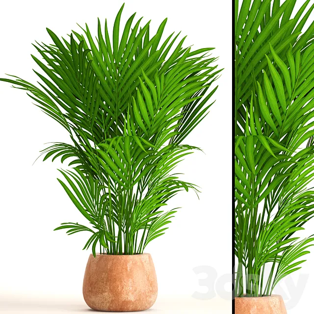 Howea Forsteriana kentia decorative palm tree indoor bush pot clay clinker flowerpot 3D Model