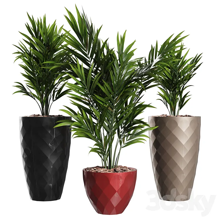 Howea Forsteriana Vase Plant 3D Model Free