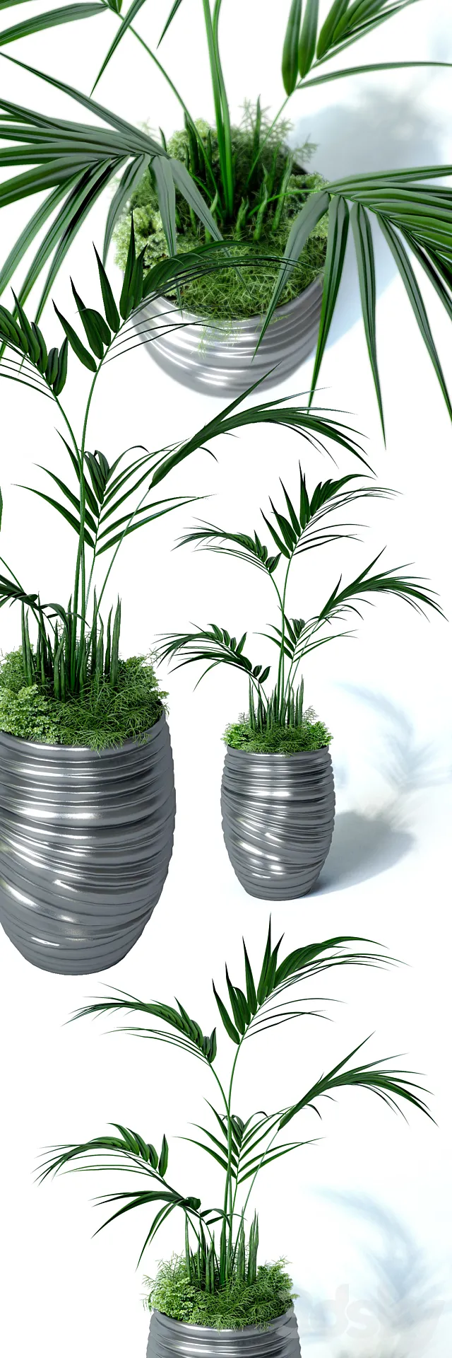 Howea palm composition 3D Model