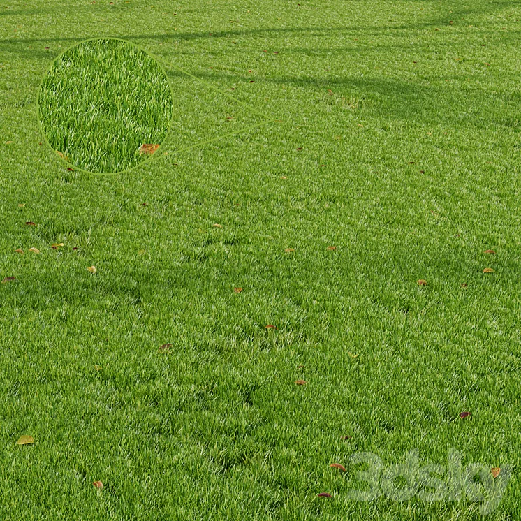 HQ Grass Park Summer 3D Model Free