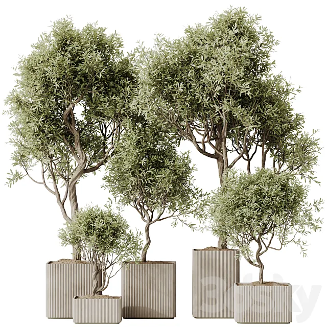 HQ HousePlants Mission Kalamata Leccino Arbequina Wilsonii Chemlali Olive Set 23 3D Model