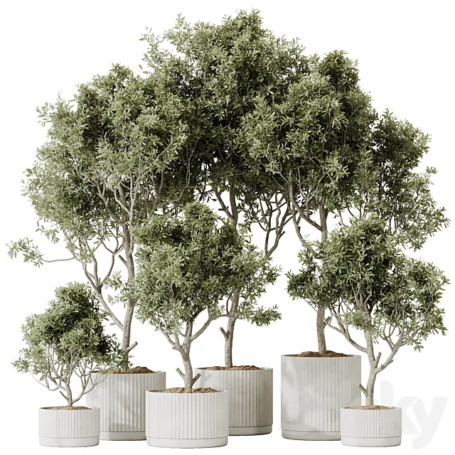 HQ HousePlants Mission Kalamata Leccino Arbequina Wilsonii Chemlali Olive Set 25 3D Model