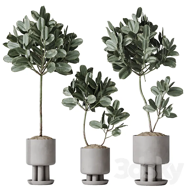 HQ HousePlants Rubber Ficus Elastica Abidjan Melany Set03 3D Model