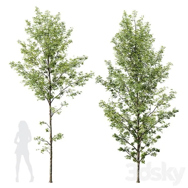 HQ Plants Alnus Glutinosa03 3D Model