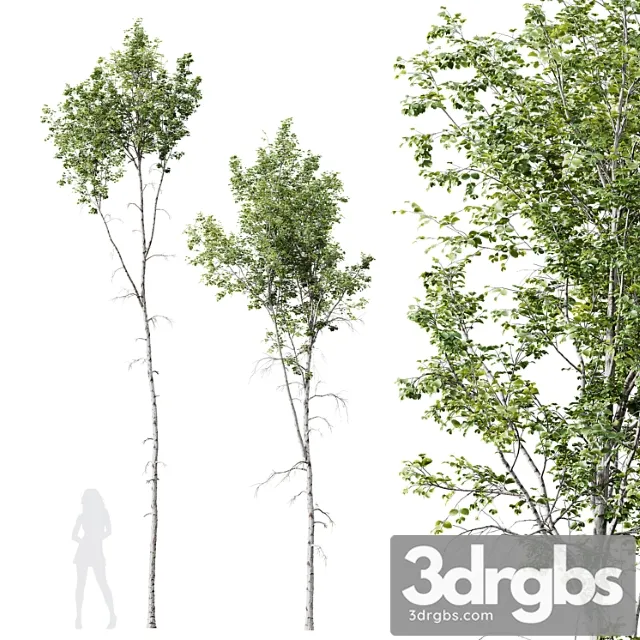 HQ Plants Betula Pendula 02 3D Model Free
