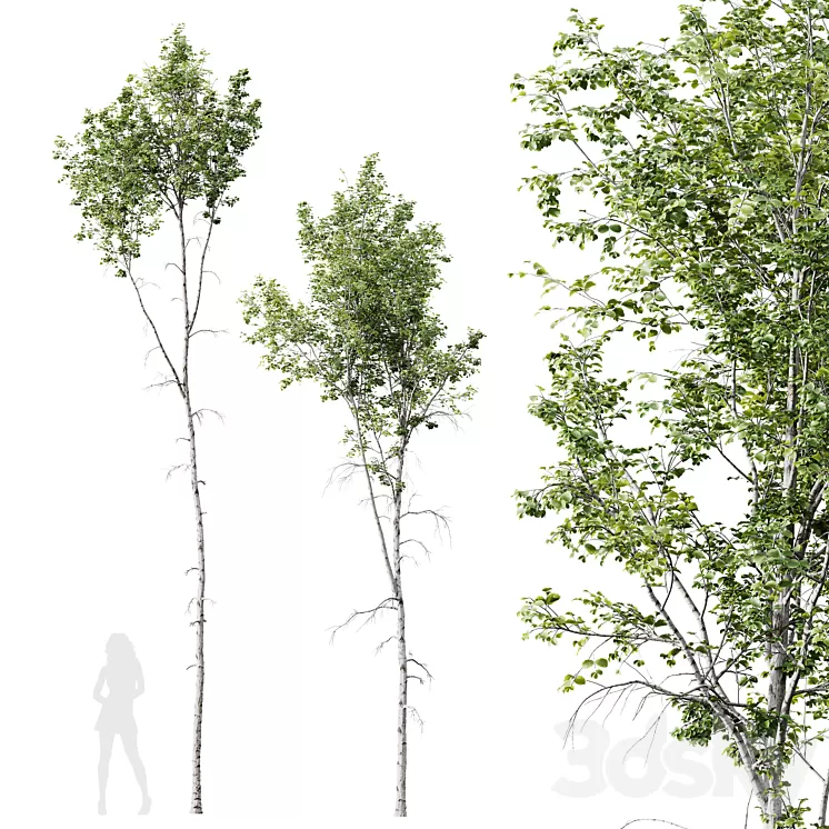 HQ Plants Betula Pendula02 3D Model Free