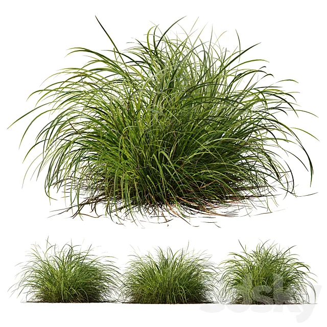 HQ Plants Carex Elata Aurea Grass Version2 3D Model