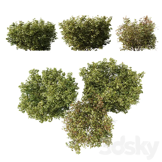 HQ Plants Cornus sanguinea 3D Model