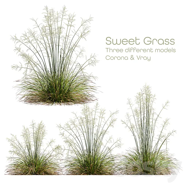 HQ Plants Stipa arundinacea Sweet Grass Free Download