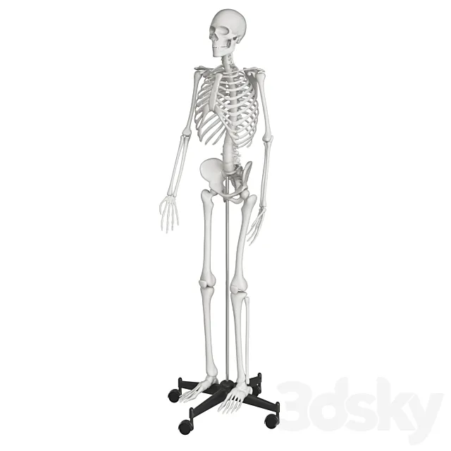 Human skeleton Free Download