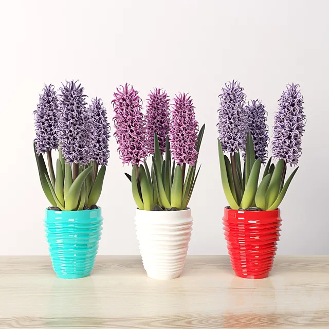 Hyacinth (Hyacínthus) 3DModel