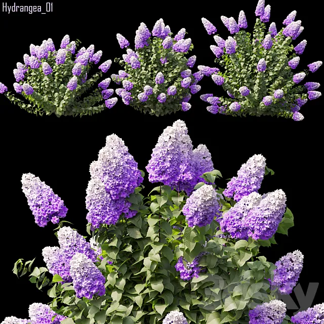 Hydrangea 01 3D Model