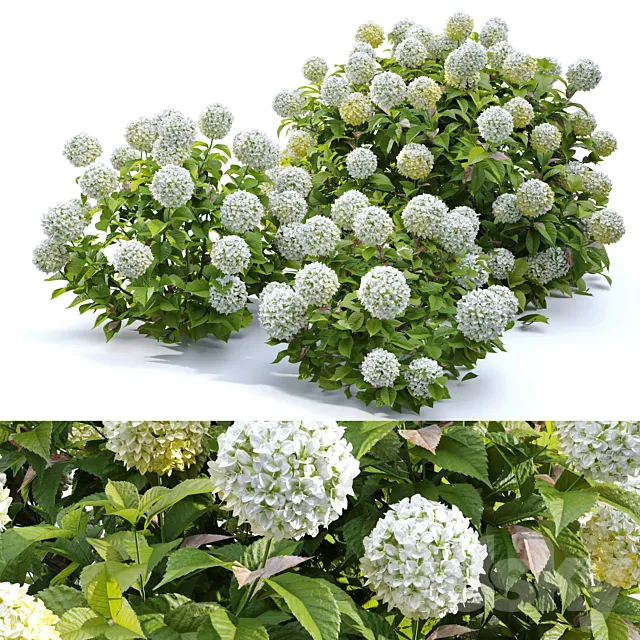 Hydrangea 02 3D Model