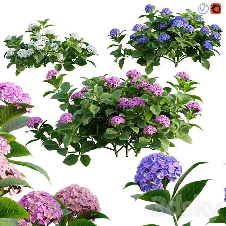 Hydrangea 02 3D Model Free