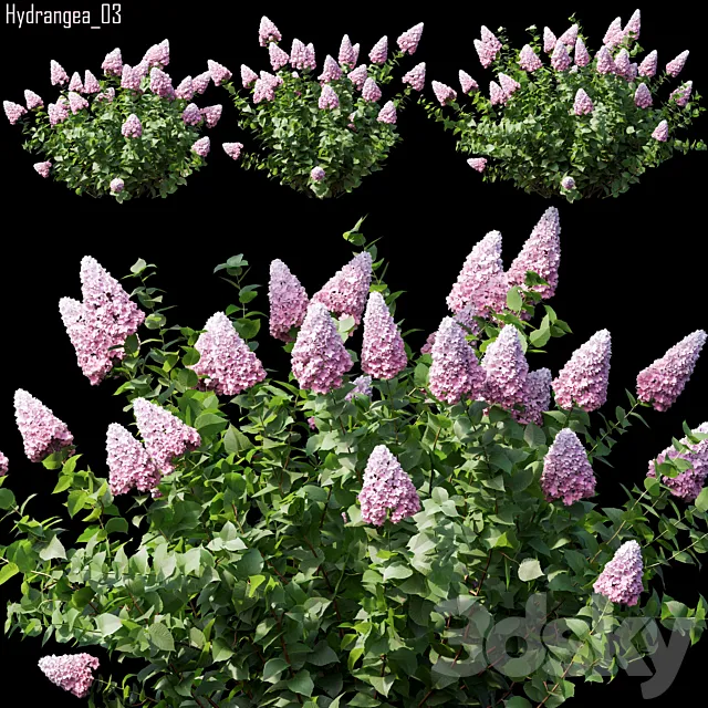 Hydrangea 03 3D Model