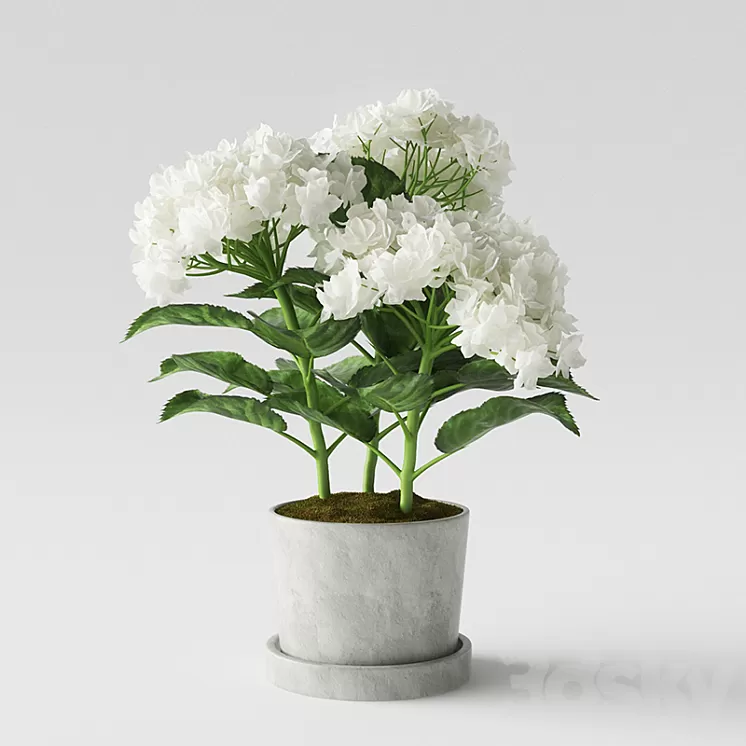 Hydrangea 3D Model