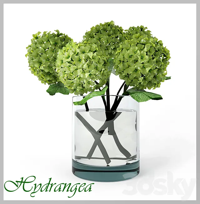 Hydrangea 3D Model