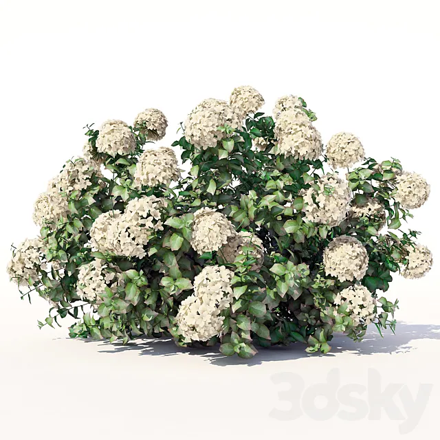 Hydrangea 3D Model