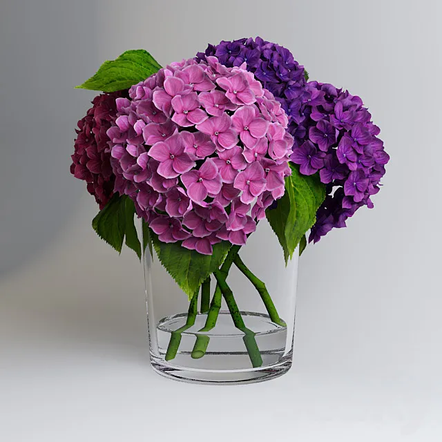 Hydrangea 3D Model