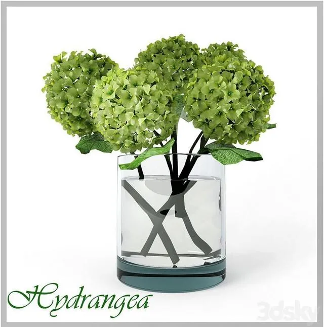 Hydrangea 3D Model