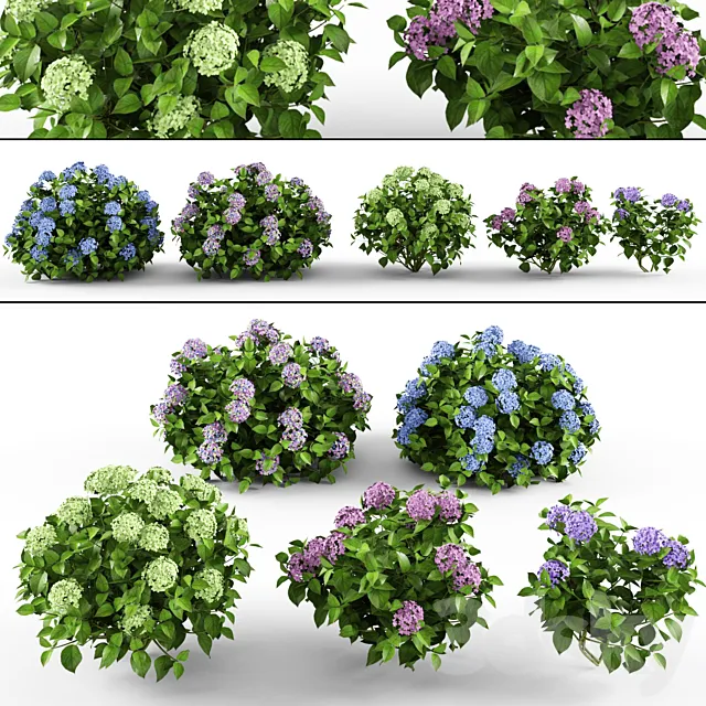 Hydrangea 3D Model