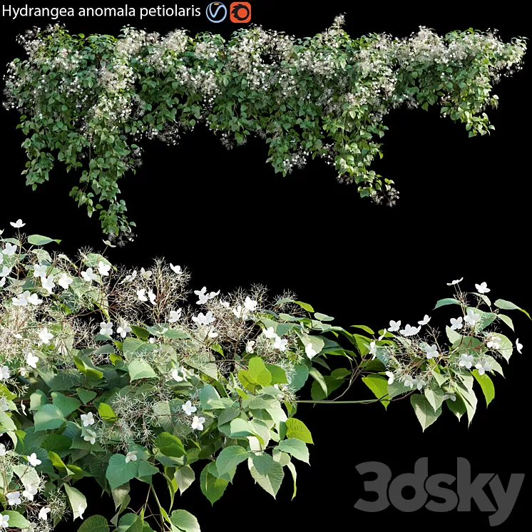 Hydrangea anomala petiolaris - Climbing Hydrangea 01 3D Model