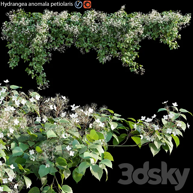 Hydrangea anomala petiolaris - Climbing Hydrangea 01 3DModel