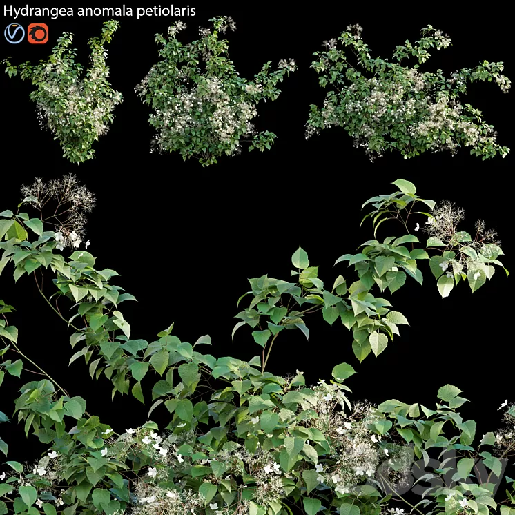 Hydrangea anomala petiolaris - Climbing Hydrangea 02 3D Model