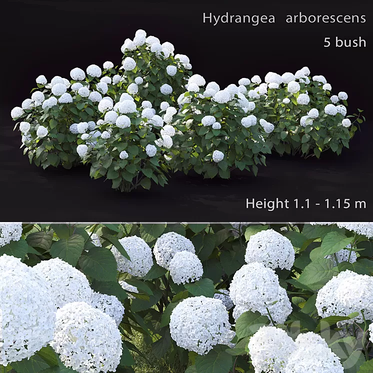 Hydrangea arborescens 3D Model