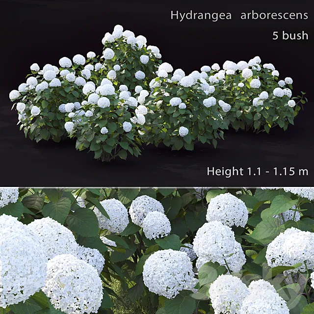 Hydrangea arborescens 3DModel