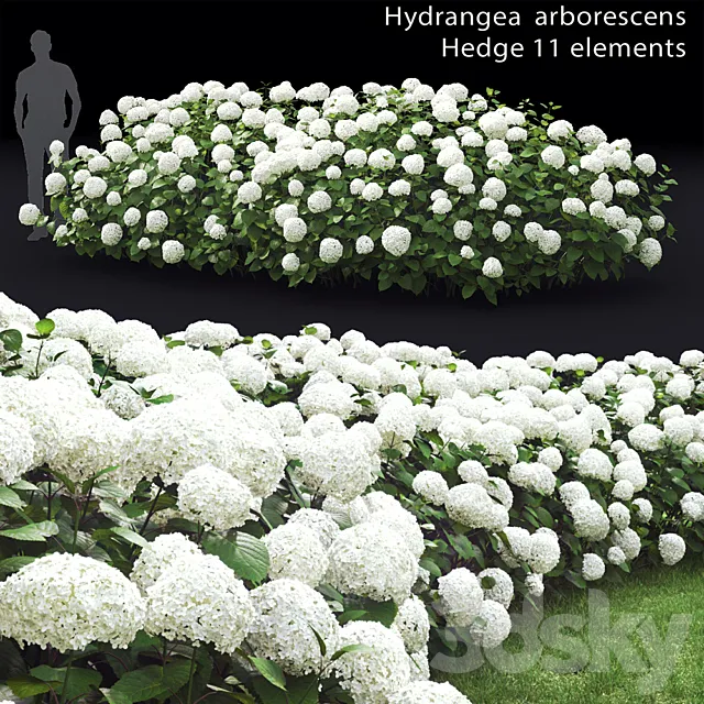 Hydrangea arborescens hedge 3DModel