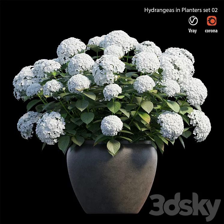 Hydrangea in planters set 02