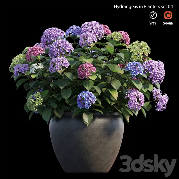 Hydrangea in planters set 04