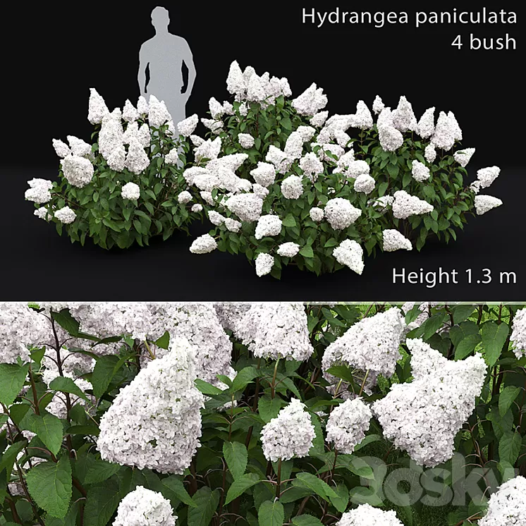 Hydrangea Paniculata 3D Model