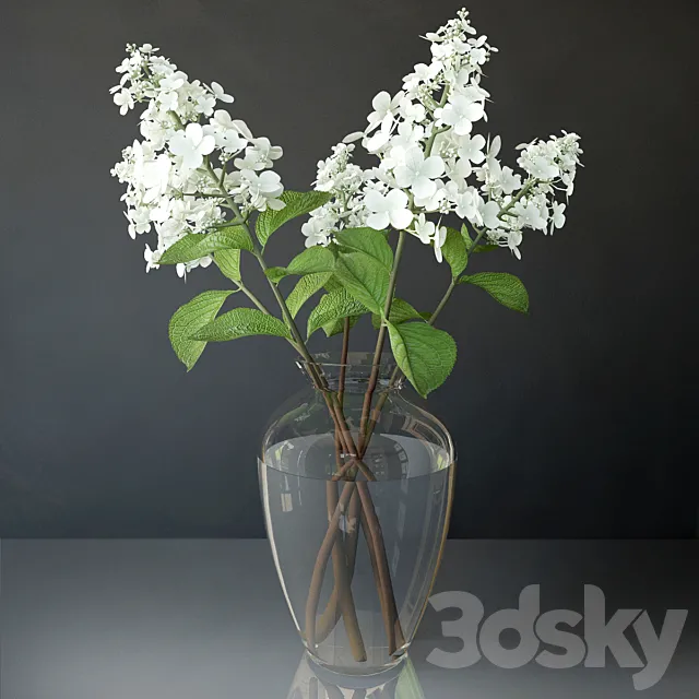 Hydrangea paniculata 3D Model