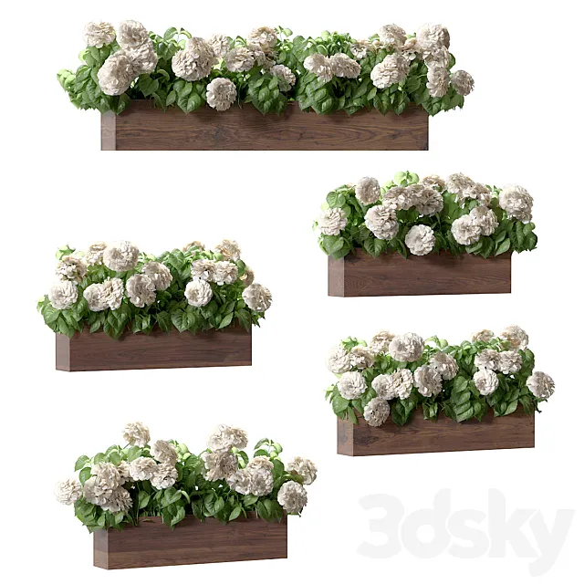 Hydrangea plant in a flowerpot for the facade. 5 models 3D Model