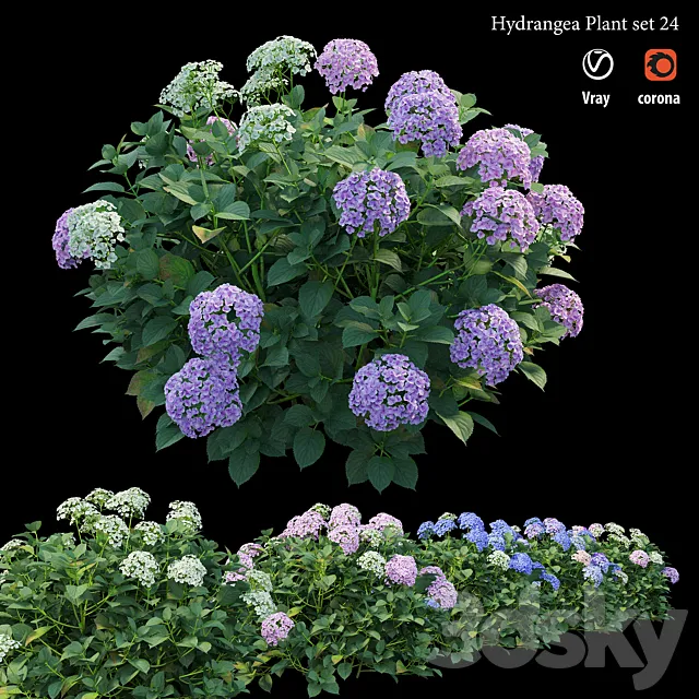 Hydrangea Plant set 24 3DModel