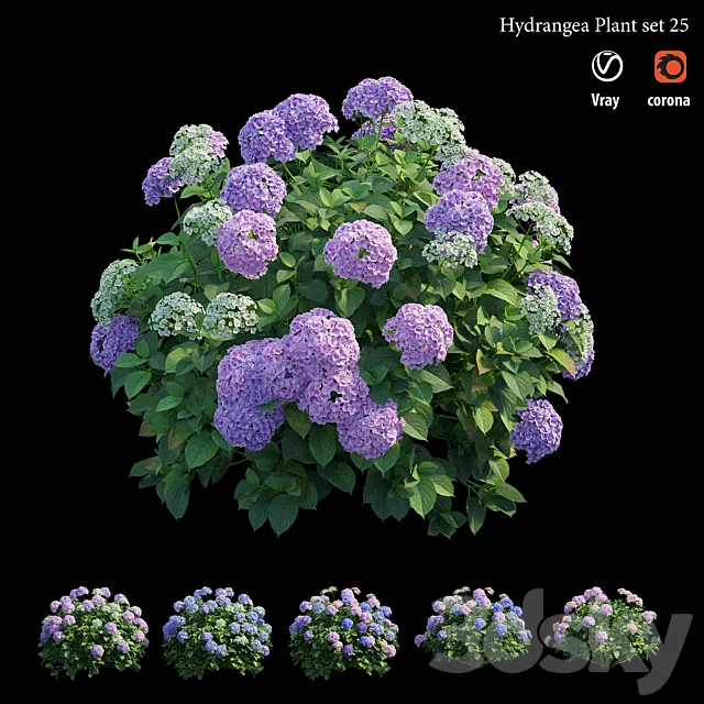 Hydrangea Plant set 25 3D Model