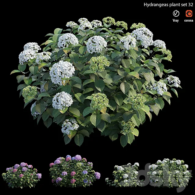 Hydrangea Plant set 32 3D Model