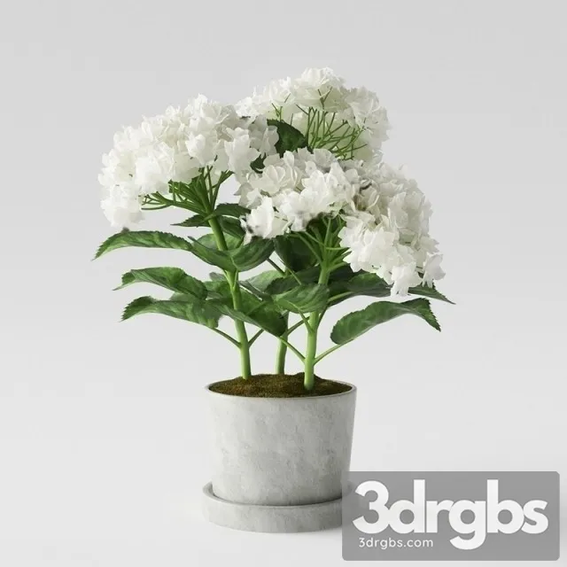 Hydrangea Pot 1 3D Model Free