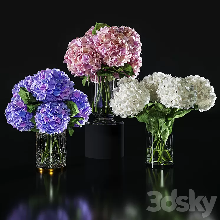 Hydrangea set 002 3D Model Free