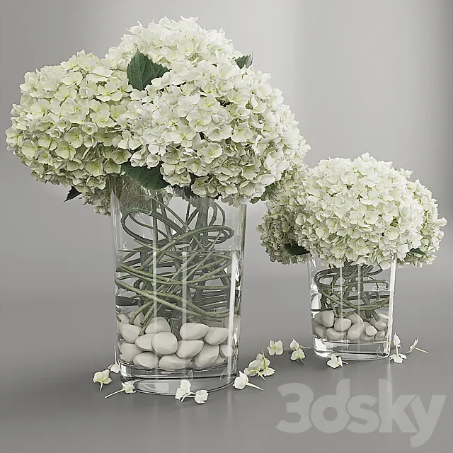 Hydrangea white 3D Model