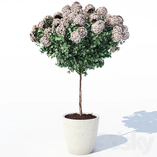 Hydrangea_2 3D Model