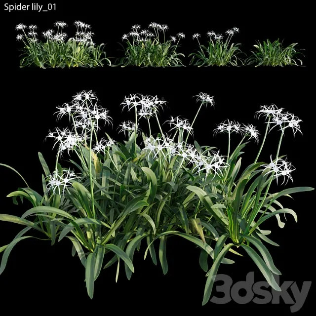 Hymenocallis Americana 3D Model Free