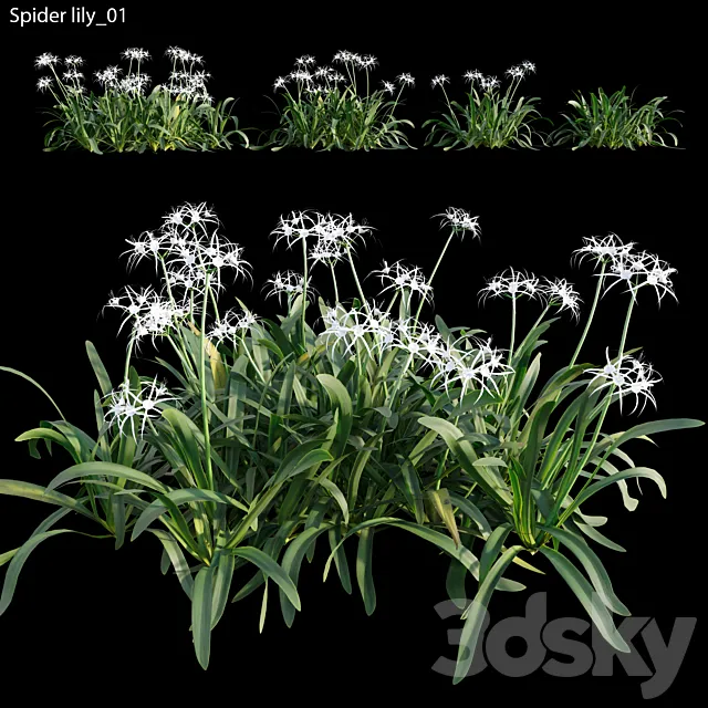 Hymenocallis americana -Spider lily 3D Model