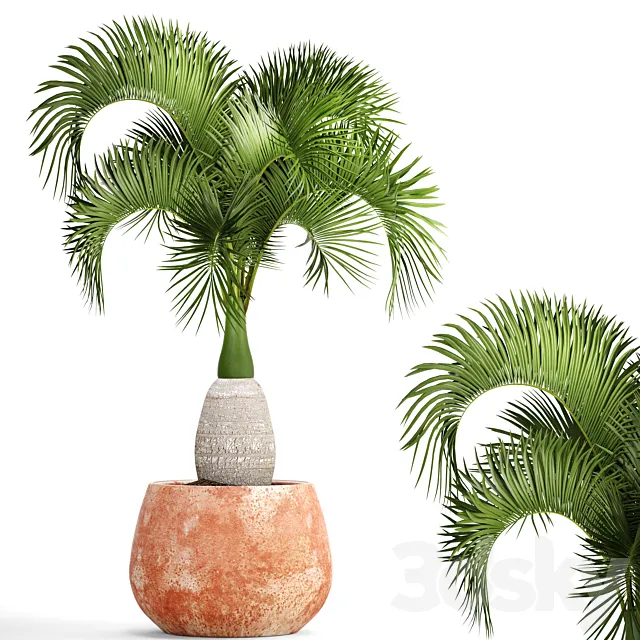 Hyophorbe lagenicaulis 1. decorative palm tree clinker clay pot outdoor indoor exotic pot flower 3D Model