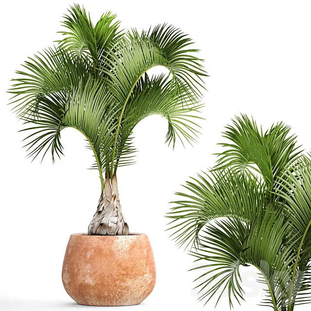 Hyophorbe lagenicaulis 2. decorative palm tree clinker clay pot outdoor indoor exotic pot flower 3D Model